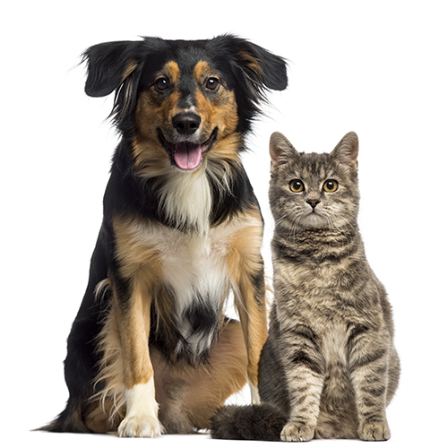 Higiene Oral nos cães e nos gatos.